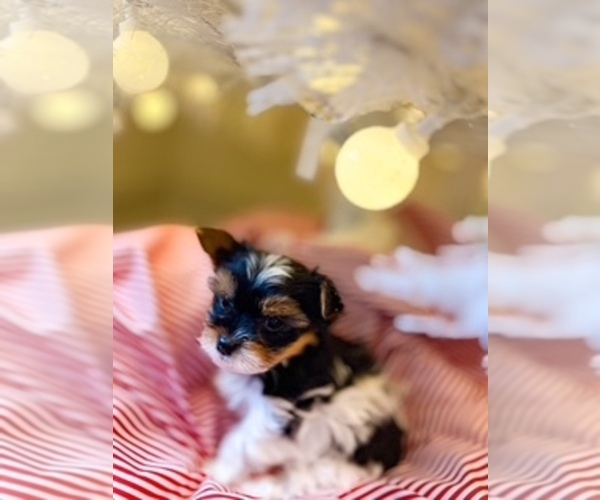 Medium Photo #8 Yorkshire Terrier Puppy For Sale in WETUMPKA, AL, USA