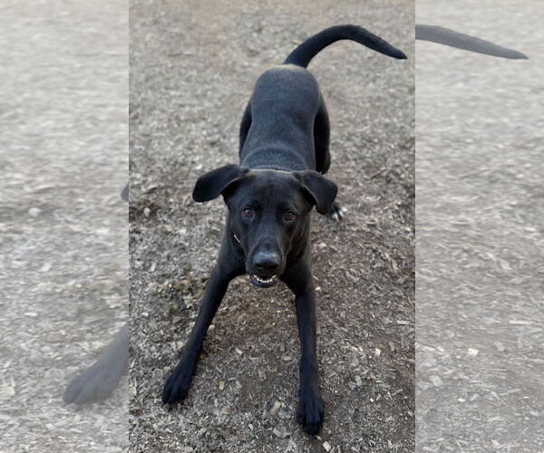 Medium Photo #6 Mutt Puppy For Sale in Corning, AR, USA