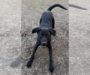 Tyson - Male Mutt Dog for Adoption - Photo #6