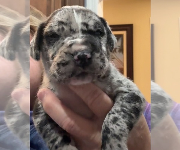 Medium Photo #15 Great Dane Puppy For Sale in CLANTON, AL, USA