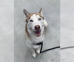 Small #1 Siberian Husky