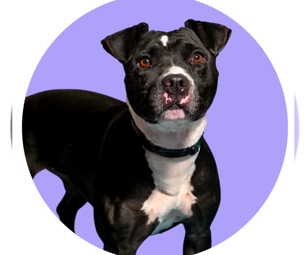 Medium Photo #1 American Pit Bull Terrier-Unknown Mix Puppy For Sale in Rowlett, TX, USA