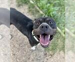 Small #2 American Pit Bull Terrier