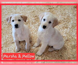 Labrenees Dogs for adoption in Granbury, TX, USA