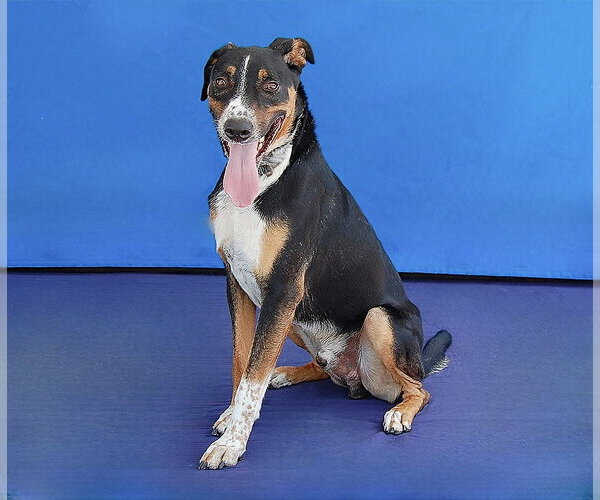 Medium Photo #2 Pointer-Unknown Mix Puppy For Sale in Pasadena, CA, USA