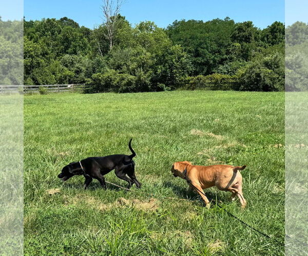 Medium Photo #23 Labrador Retriever-Unknown Mix Puppy For Sale in Germantown, OH, USA