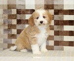 Small #3 Bernedoodle (Miniature)