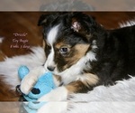 Small Photo #4 Aussie-Corgi Puppy For Sale in LIND, WA, USA