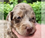 Small #2 F2 Aussiedoodle