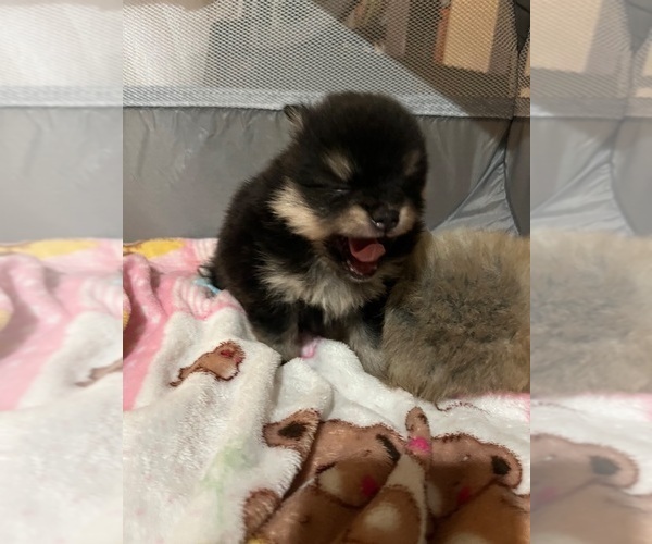 Medium Photo #3 Pomeranian Puppy For Sale in CAVE CREEK, AZ, USA