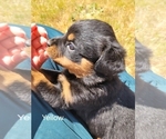 Small Rottweiler