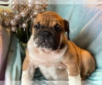 Small Photo #3 English Bulldog Puppy For Sale in HAMDEN, CT, USA
