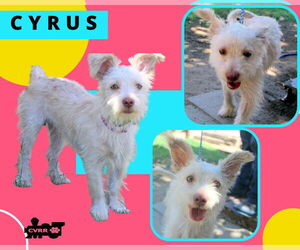 Lhasa Apso-Unknown Mix Dogs for adoption in Lindsay, CA, USA
