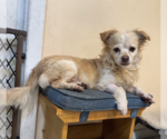 Lucky - Male Dachshund-Unknown Mix Dog for Adoption - Small photo