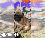 Small #1 Pug