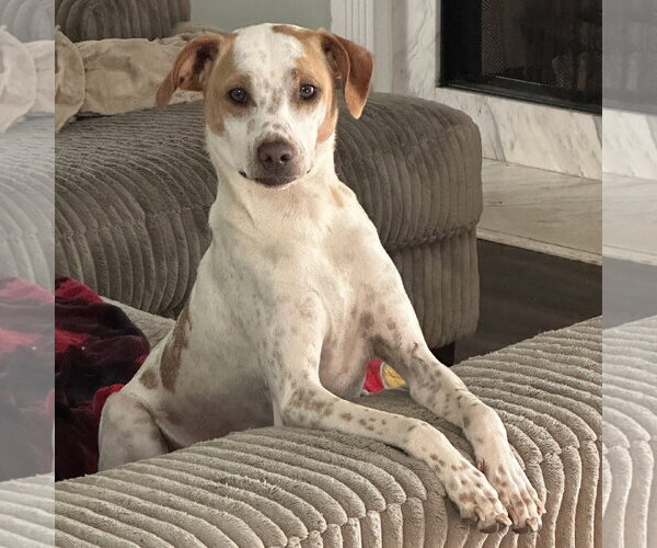 Medium Photo #1 Mutt Puppy For Sale in Ball Ground, GA, USA