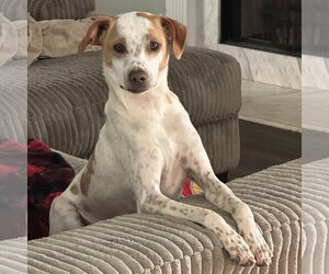 Mutt Dogs for adoption in Ball Ground, GA, USA