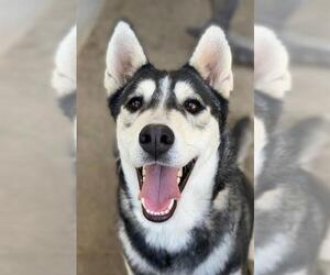 Siberian Husky Dogs for adoption in Riverside, CA, USA