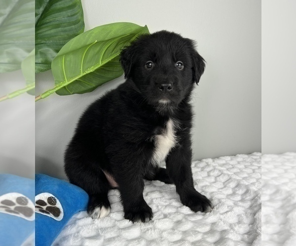 Medium Photo #6 Golden Retriever-Miniature American Shepherd Mix Puppy For Sale in FRANKLIN, IN, USA