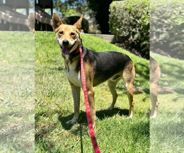 Medium Photo #2 Basenji-Unknown Mix Puppy For Sale in Newport Beach, CA, USA