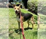 Small Photo #2 Basenji-Unknown Mix Puppy For Sale in Newport Beach, CA, USA
