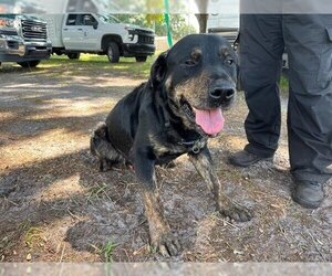 Rottweiler-Unknown Mix Dogs for adoption in St. Cloud, FL, USA