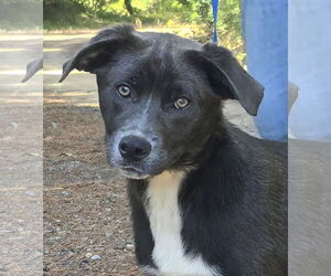 Labrador Retriever-Unknown Mix Dogs for adoption in Wetumpka, AL, USA