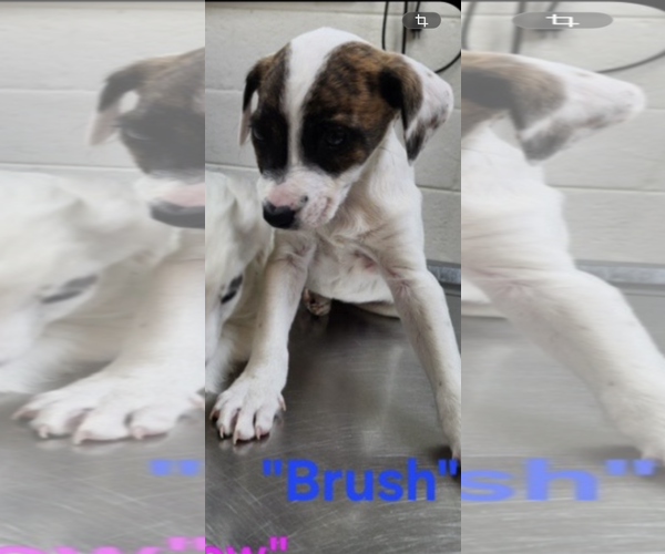 Medium Photo #2 Australian Shepherd-Unknown Mix Puppy For Sale in Stephens City, VA, USA