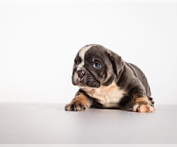 Medium Photo #3 Bulldog Puppy For Sale in OAKTON, VA, USA