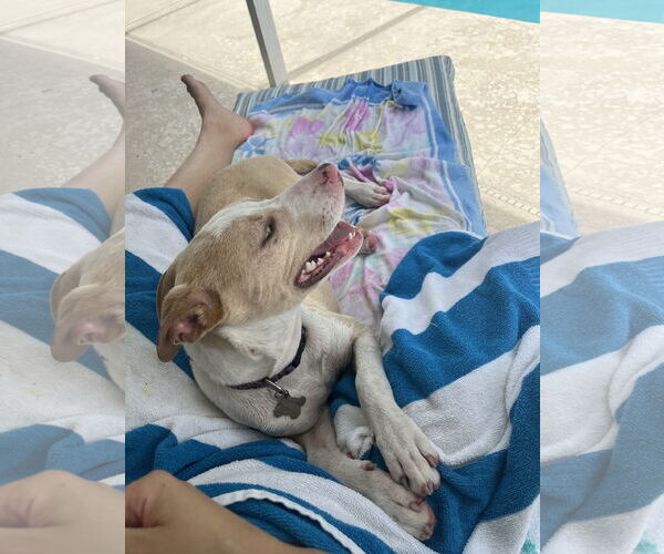 Medium Photo #22 Catahoula Leopard Dog-Unknown Mix Puppy For Sale in Sanford, FL, USA