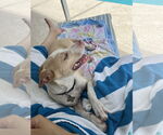Small #21 Catahoula Leopard Dog Mix