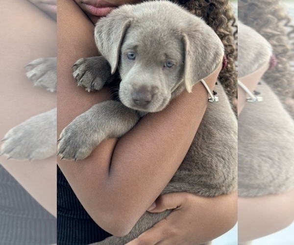 Medium Photo #1 Labrador Retriever Puppy For Sale in PORT SAINT LUCIE, FL, USA