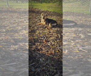 Summer - Female Mutt Dog for Adoption - Photo #2