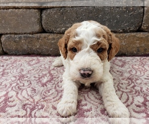 Goldendoodle-Poodle (Toy) Mix Puppy for sale in MENOMONEE FALLS, WI, USA