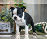 Small Photo #13 Boston Terrier Puppy For Sale in MILLERSBURG, OH, USA