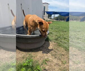 Mutt Dogs for adoption in Rowlett, TX, USA