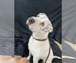 Small #3 American Bulldog-Chinese Shar-Pei Mix