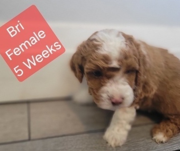 Medium Photo #3 Goldendoodle (Miniature) Puppy For Sale in MILFORD, UT, USA