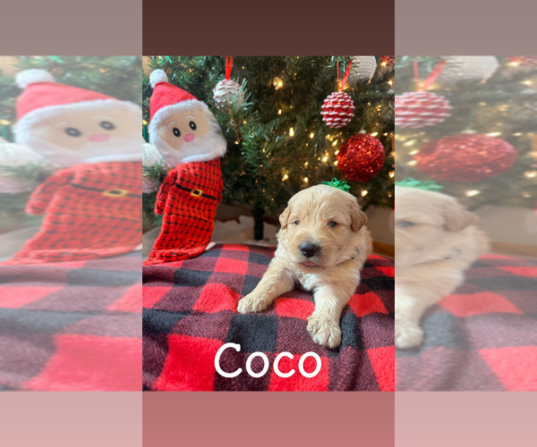 Medium Photo #6 Pyredoodle Puppy For Sale in MINSTER, OH, USA