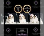 Puppy Giselle F1B Goldendoodle (Miniature)