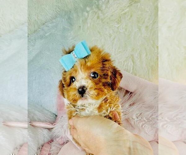 Medium Photo #28 Poodle (Toy) Puppy For Sale in TAMPA, FL, USA