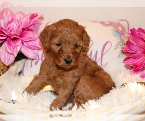 Goldendoodle Puppy for sale in BRIGHTON, MO, USA