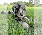 Small Photo #24 Goldendoodle Puppy For Sale in ALLENDALE, MI, USA
