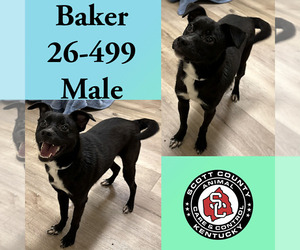 Mutt Dogs for adoption in Georgetown, KY, USA
