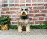 Small #1 Schnauzer (Miniature)