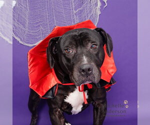 Basset Hound-Unknown Mix Dogs for adoption in Corona, CA, USA