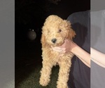 Puppy Lucy Goldendoodle