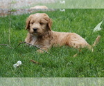 Small #3 Goldendoodle (Miniature)