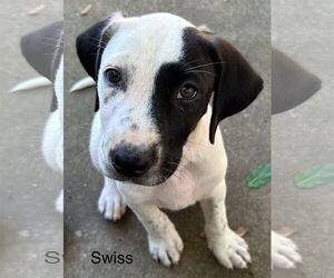 Labrador Retriever-Unknown Mix Dogs for adoption in Rockaway, NJ, USA
