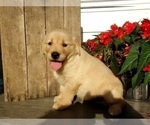 Small Photo #6 Golden Retriever Puppy For Sale in SUGARCREEK, OH, USA